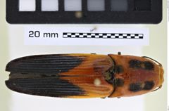Foto (Dorsalansicht) von Hemirhipus apicalis (NHMW-ZOO-COL-0008180)